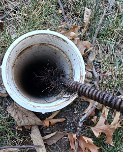 Pulling some roots out of an outdoor clean out (Yes we got the line open)